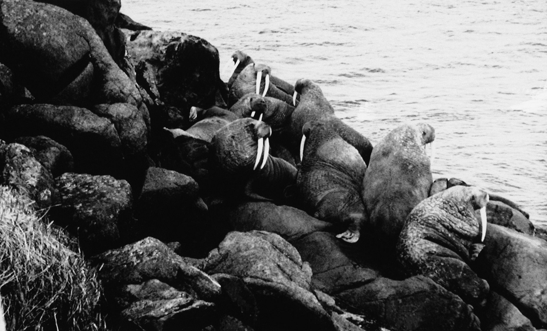 Exxon Valdez Disaster 1989